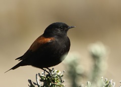 austral negrito